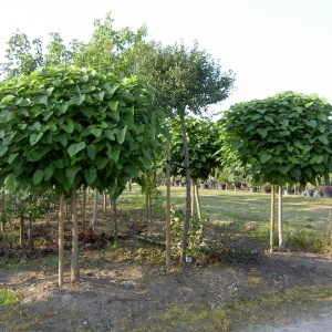 Jardisart - Pépinière - Catalpa bignonioides 'Nana'