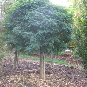 Robinia pseudoacacia 'Umbraculifera'