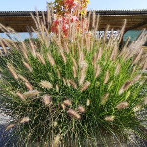 Jardisart - Pépinière - Pennisetum alopecuroides 'Hameln'