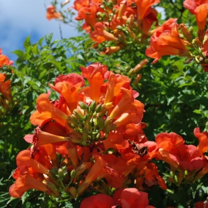 Campsis radicans 'Madame galen'