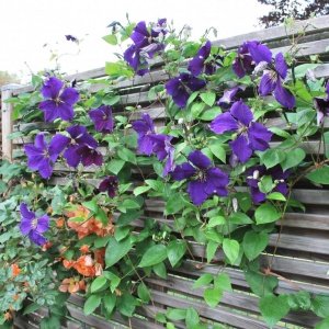 Clematis 'jackmanii'