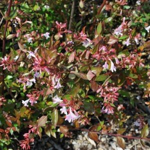 Abelia grandiflora