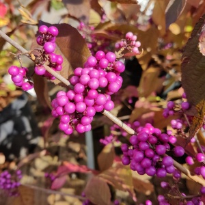 Callicarpa bodinieri 'Profusion'