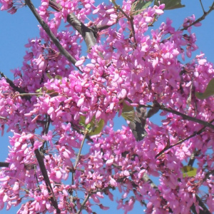 Jardisart - Pépinière - Cercis siliquastrum