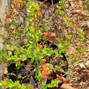 Jardisart - Pépinière - Chaenomeles japonica