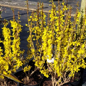 Jardisart - Pépinière - Forsythia