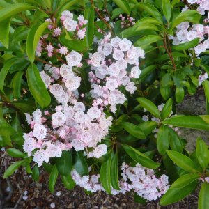 Kalmia latifolia