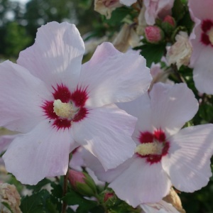 Jardisart - Pépinière - Hibiscus syr. 'Red Heart'