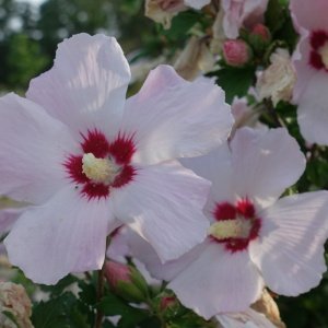 Hibiscus syr. 'Red Heart'