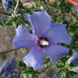 Jardisart - Pépinière - Hibiscus syr. 'Oiseau Bleu'