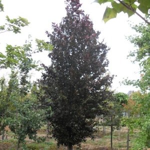 Jardisart - Pépinière - Fagus Dawyck Purple