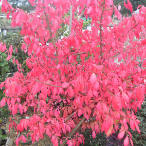 Euonymus alatus