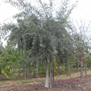 Populus tremula pendula