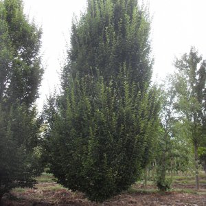 Carpinus fastigiata