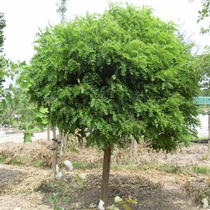 Robinia pseud. umbraculifera