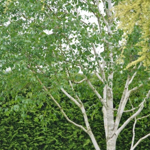 Jardisart - Pépinière - Betula jacquemontii