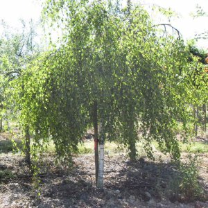 Betula com. 'Youngii'