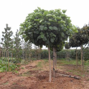 Jardisart - Pépinière - Catalpa big. 'Nana'