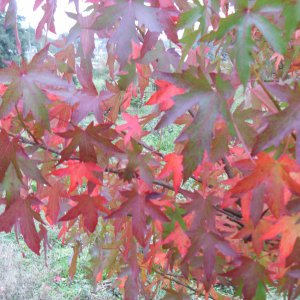 Liquidambar styr. 'Lane Roberts'