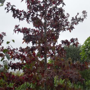 Jardisart - Pépinière - Liquidambar styr. 'Anja'