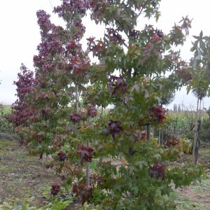 Jardisart - Pépinière - Liquidambar styr. 'Palo Atto'