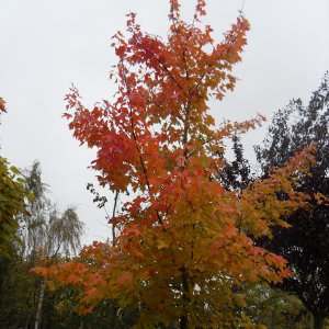 Acer rubrum