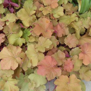 Heuchera 'Caramel'