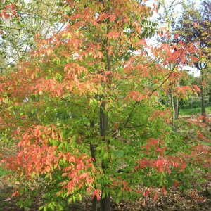 Acer griseum