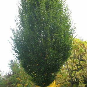 Carpinus betulus fastigiata