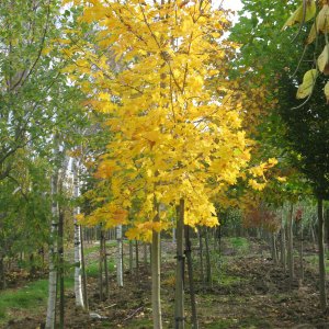 Acer platanoides "Schwedleri"