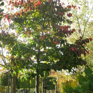 Parrotia persica