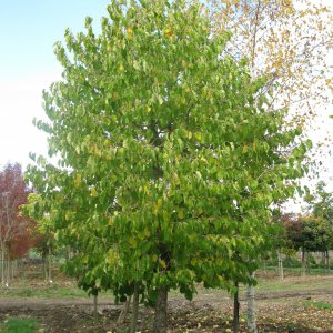 Corylus colurna