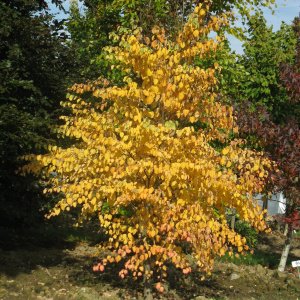 Jardisart - Pépinière - Cercidiphyllum japonicum