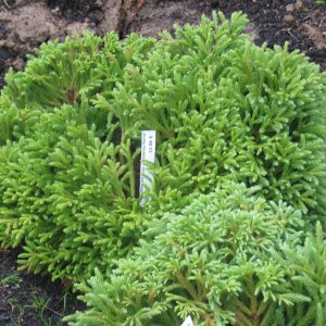 Cryptomeria jap. 'Globosa Nana'