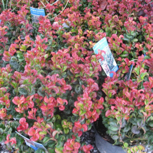 Leucothoe ax. 'Curly Red'