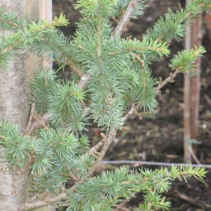 Cedrus libani  'Atlantica Fastigiata'