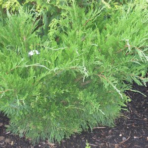 Juniperus media 'Mint Julep'