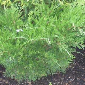 Juniperus media 'Mint Julep'