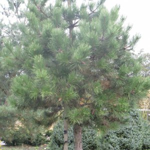 Pinus nigra