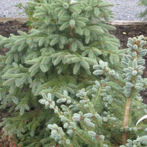 Jardisart - Pépinière - Picea pungens 'Glauca'