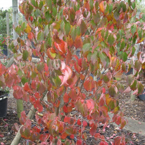 Jardisart - Pépinière - Cornus kousa chinensis