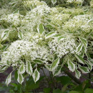 Jardisart - Pépinière - Cornus controversa Variegata