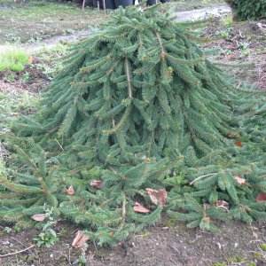 Picea abies 'Inversa'