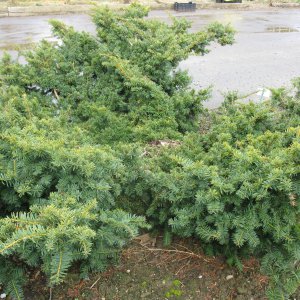 Taxus dovastoniana