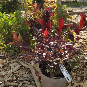 Leucothoe 'Scarletta' (='Zeblid')