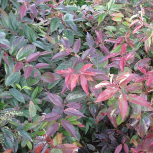 Leucothoe walteri 'Rainbow'