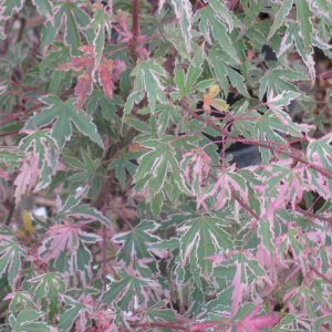 Acer palmatum "Taylor"