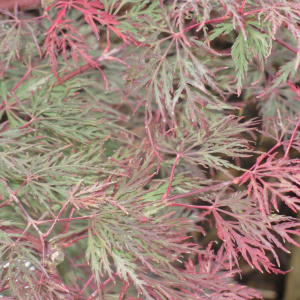 Acer palmatum "Emerald Lace"