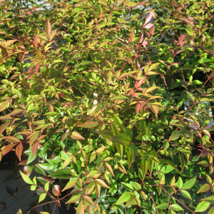 Nandina domestica