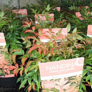 Nandina 'Magical Sunrise'